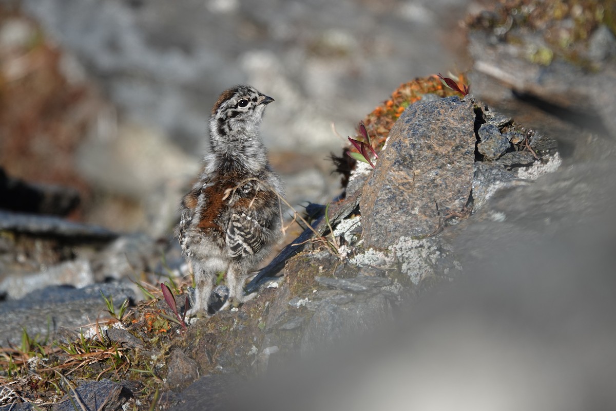White-tailed Ptarmigan - ML641655127