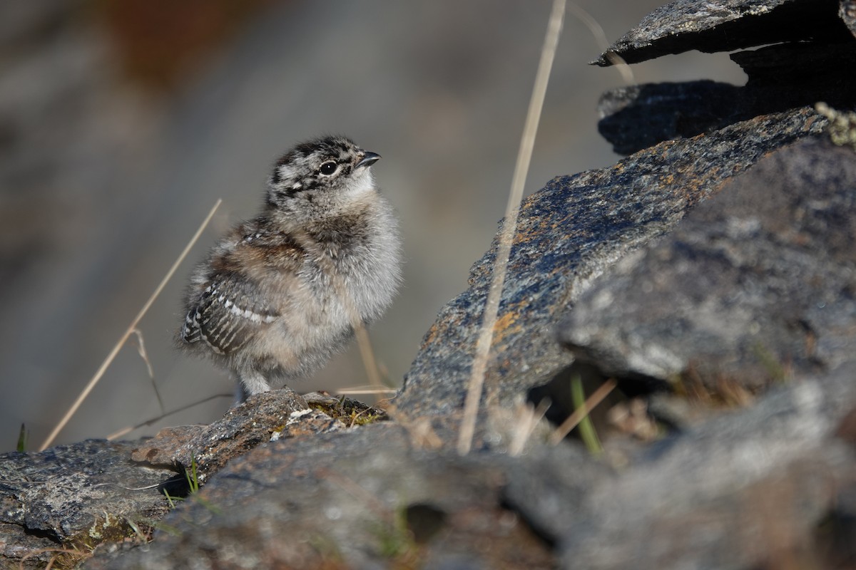 White-tailed Ptarmigan - ML641655128