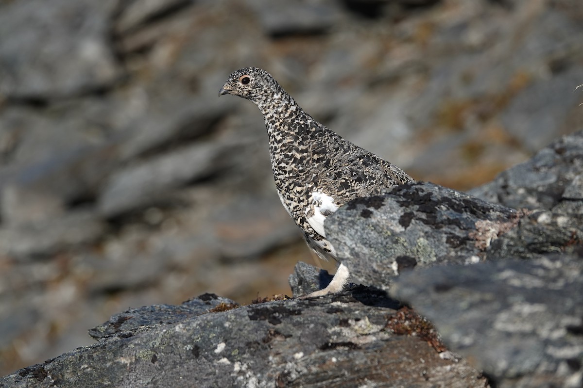 White-tailed Ptarmigan - ML641655129