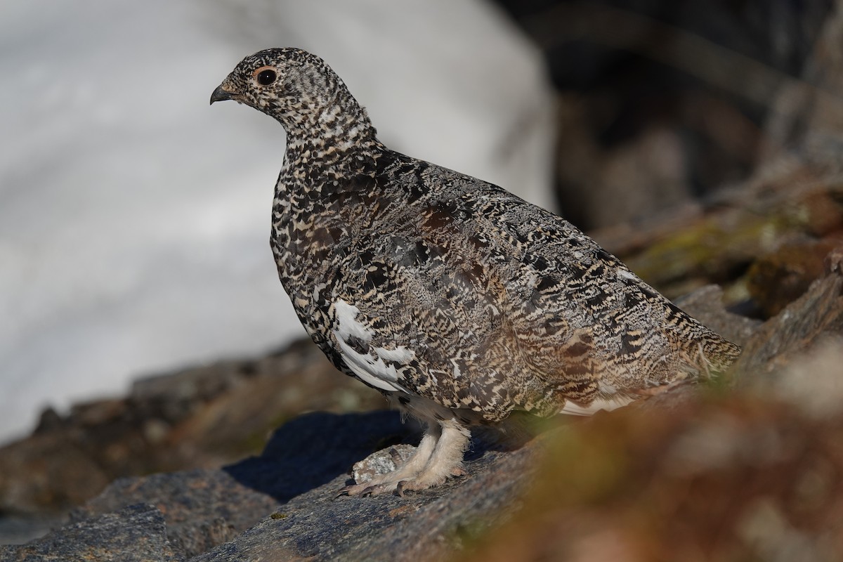 White-tailed Ptarmigan - ML641655130