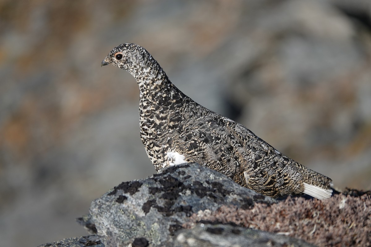 White-tailed Ptarmigan - ML641655131