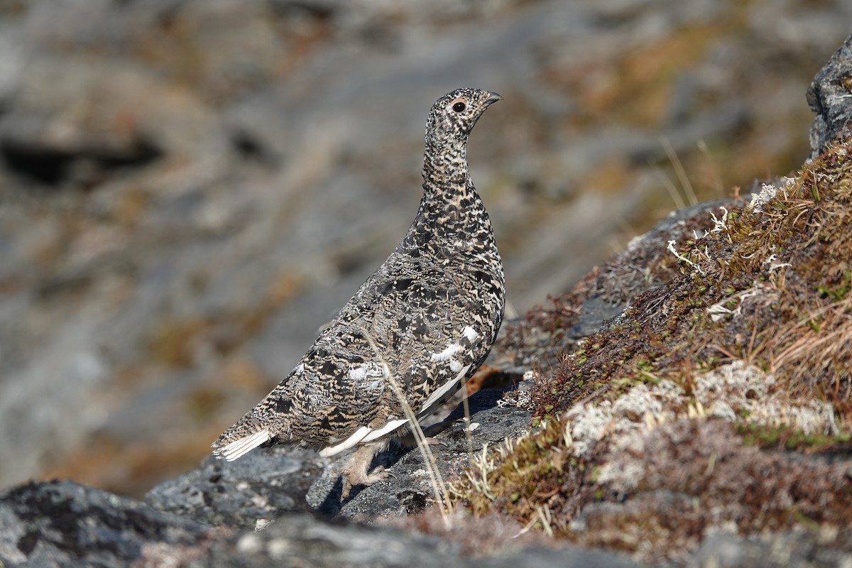 White-tailed Ptarmigan - ML641655132