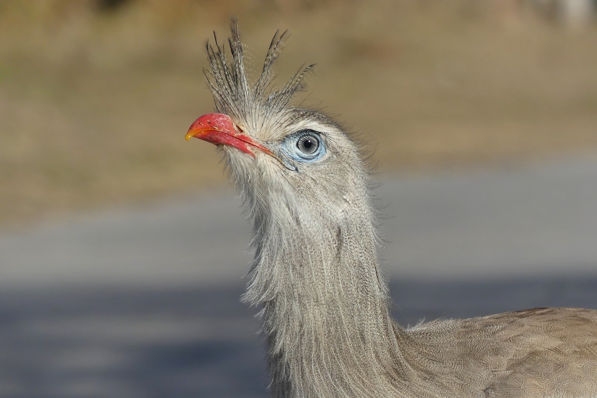 Red-legged Seriema - ML641655146
