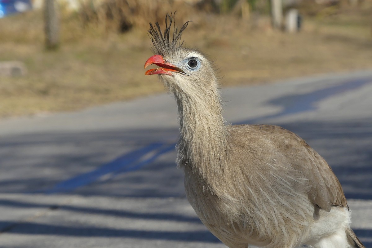 Red-legged Seriema - ML641655148