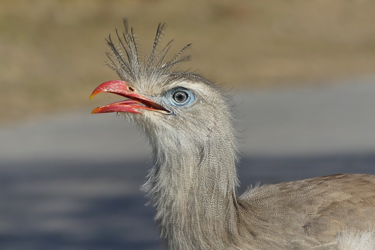 Red-legged Seriema - ML641655150