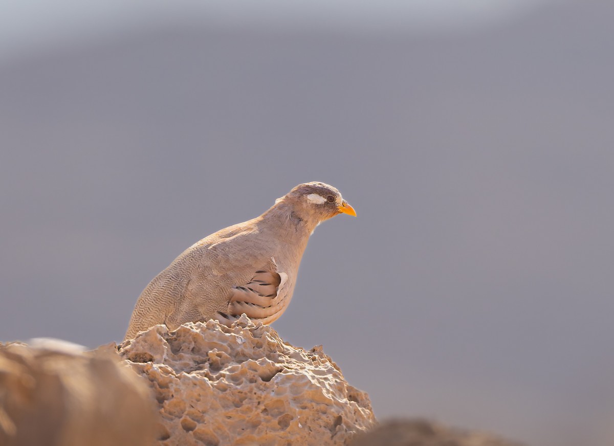 Sand Partridge - ML641655162