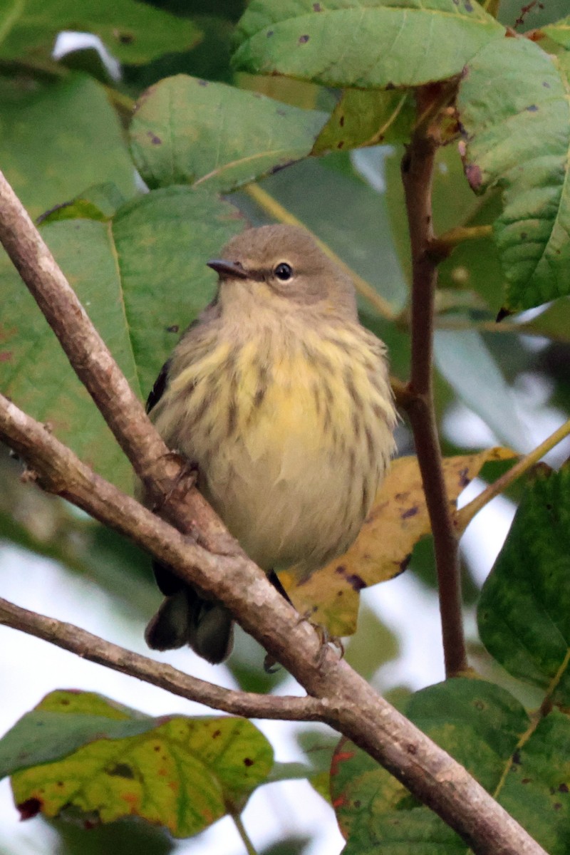 Cape May Warbler - ML641655310