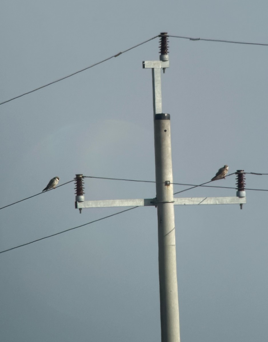 Red-footed Falcon - ML641655316