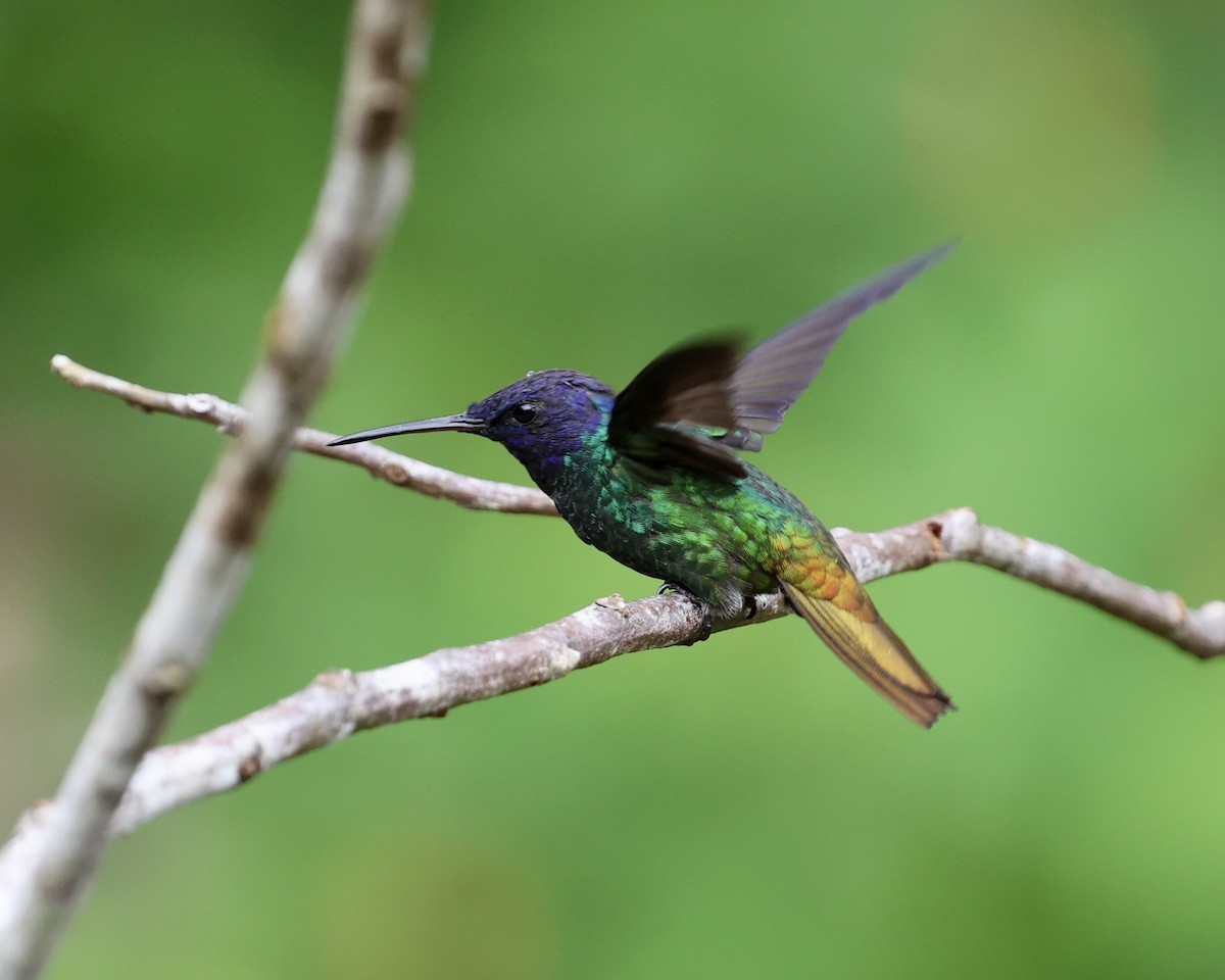 Golden-tailed Sapphire - ML641655341