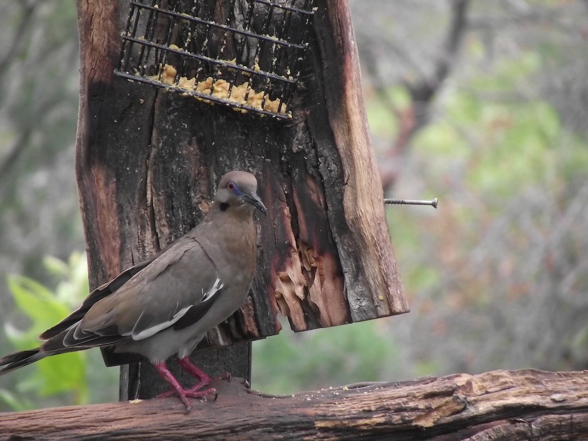 White-winged Dove - ML641655345