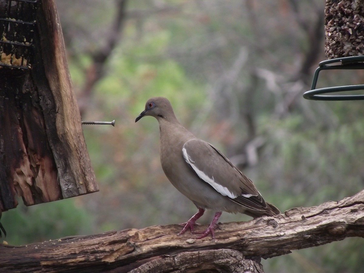 White-winged Dove - ML641655346