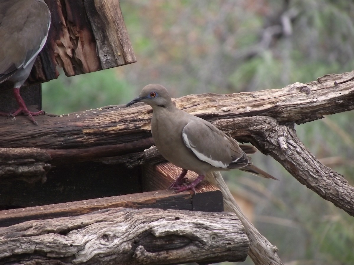 White-winged Dove - ML641655348