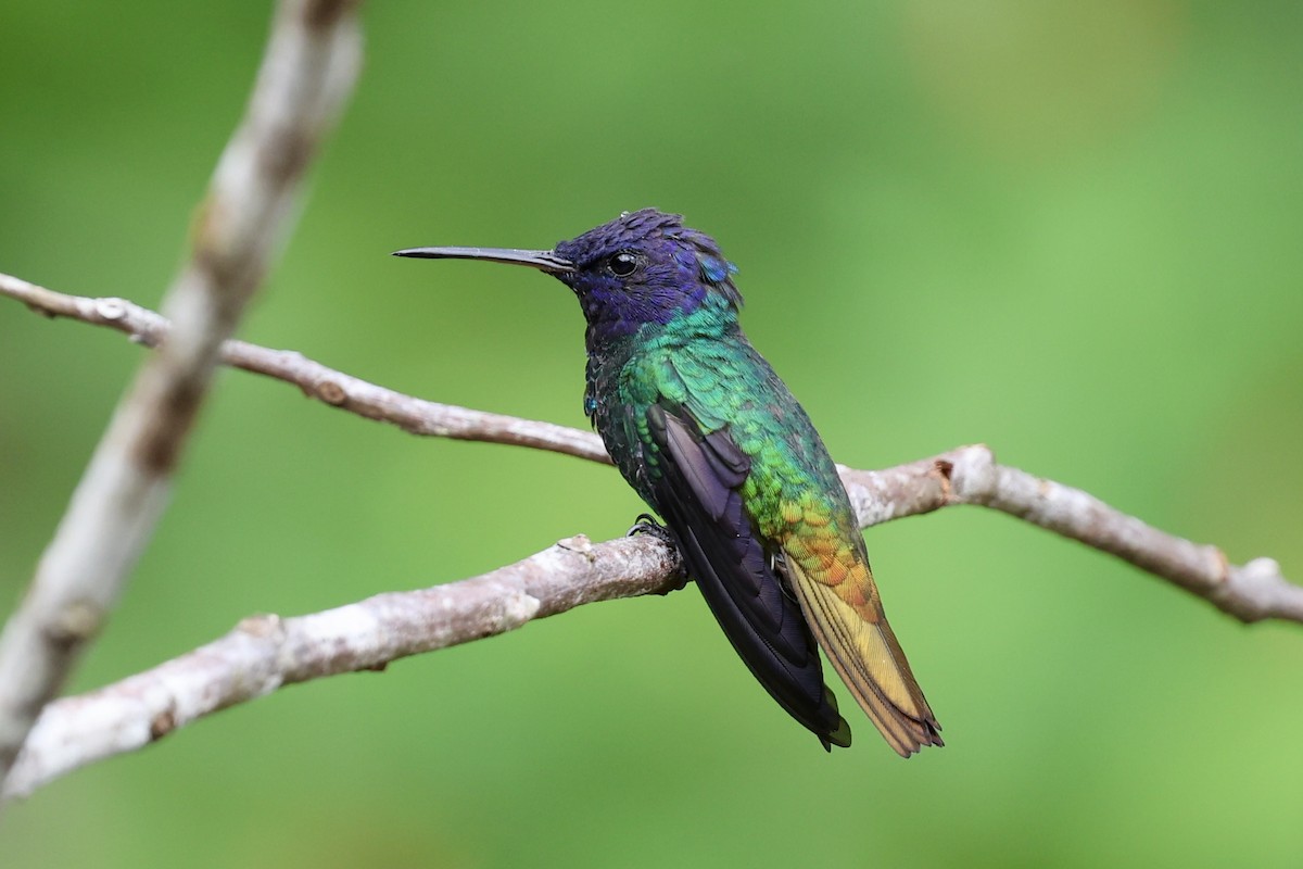 Golden-tailed Sapphire - ML641655362