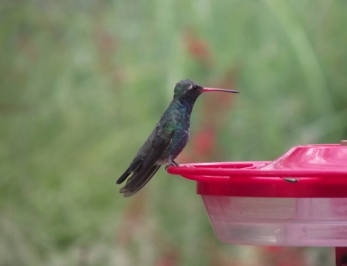 Broad-billed Hummingbird - ML641655374