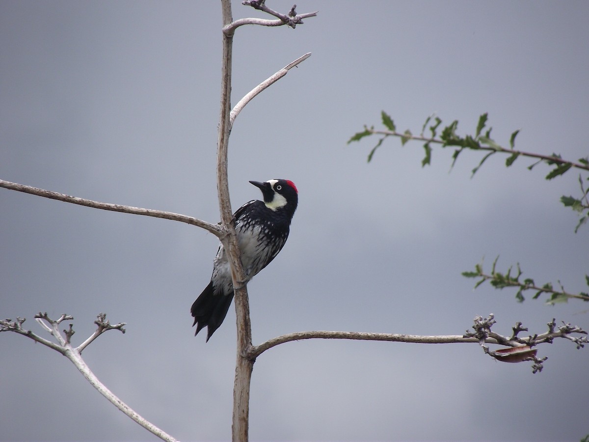 Acorn Woodpecker - ML641655385