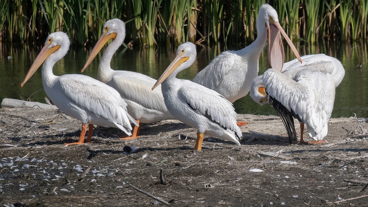 American White Pelican - ML641655391