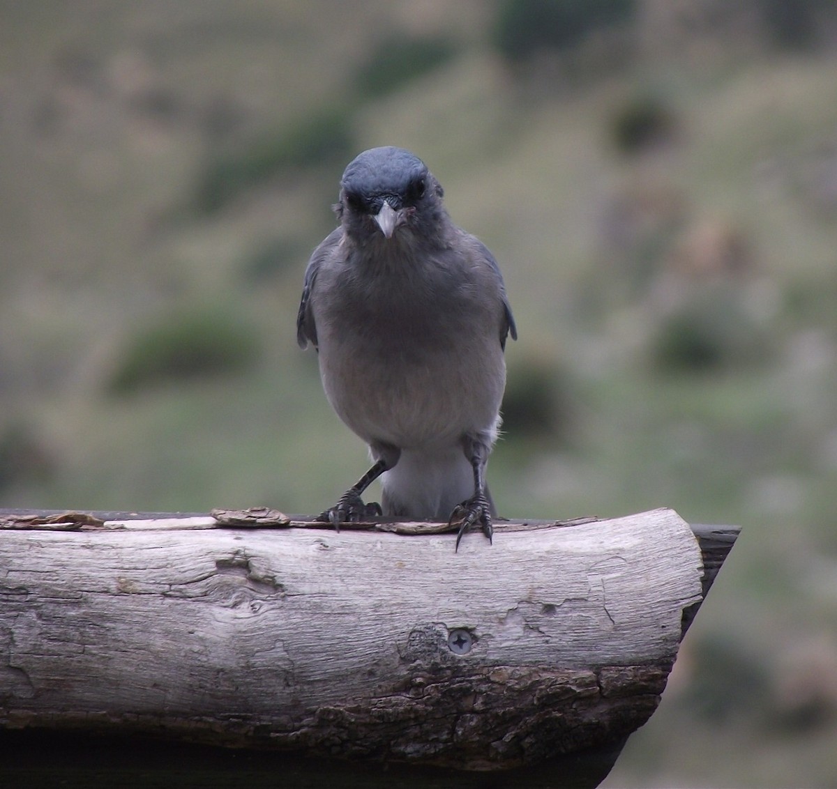 Mexican Jay - ML641655392