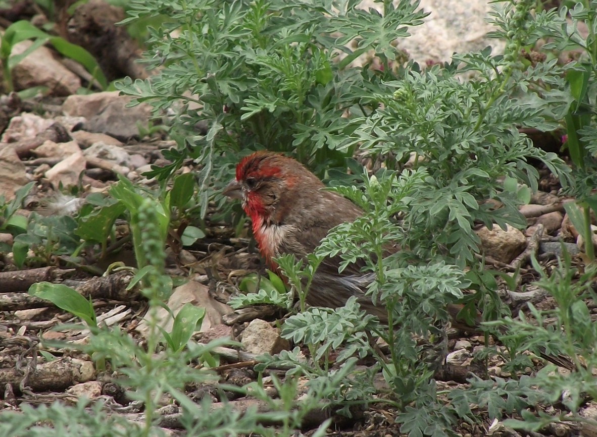 House Finch - ML641655405