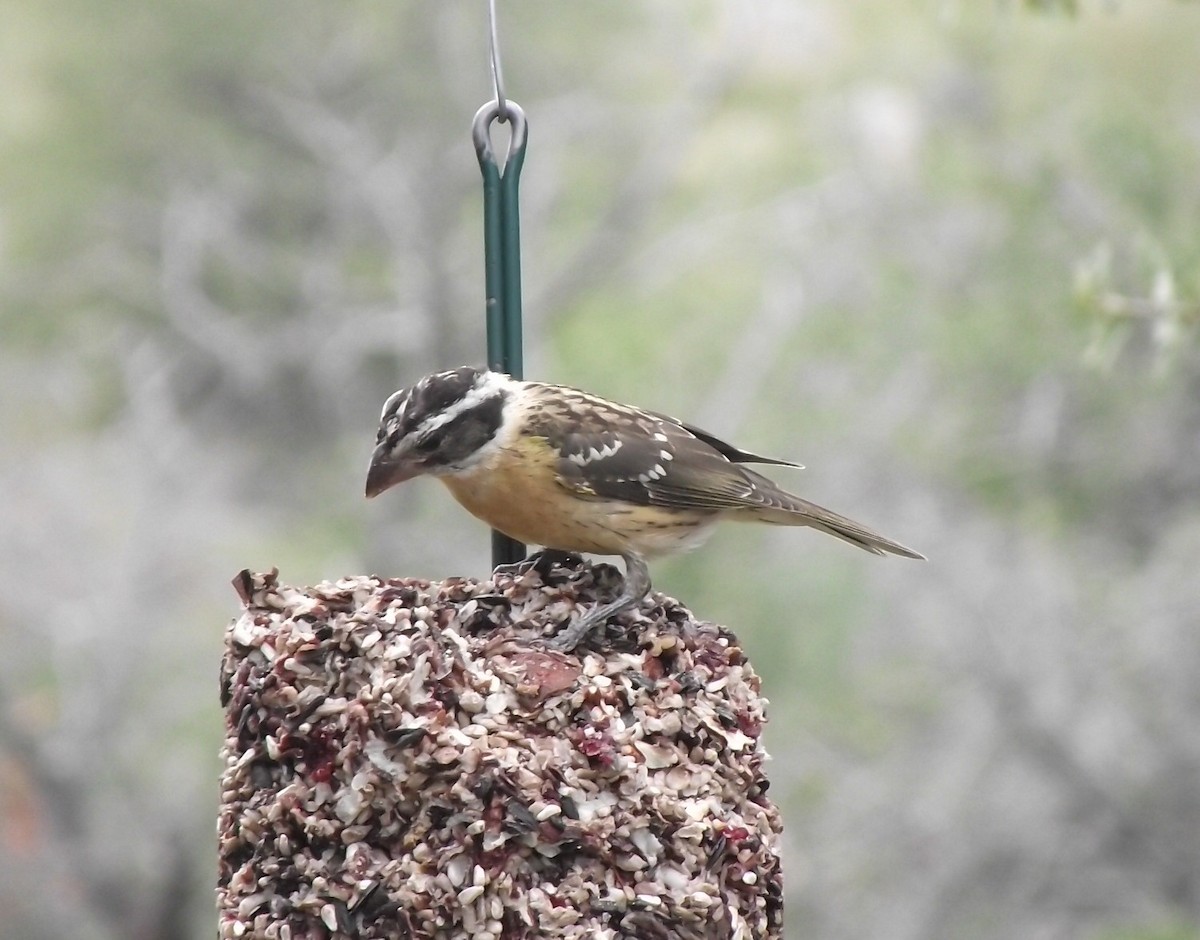 Black-headed Grosbeak - ML641655412