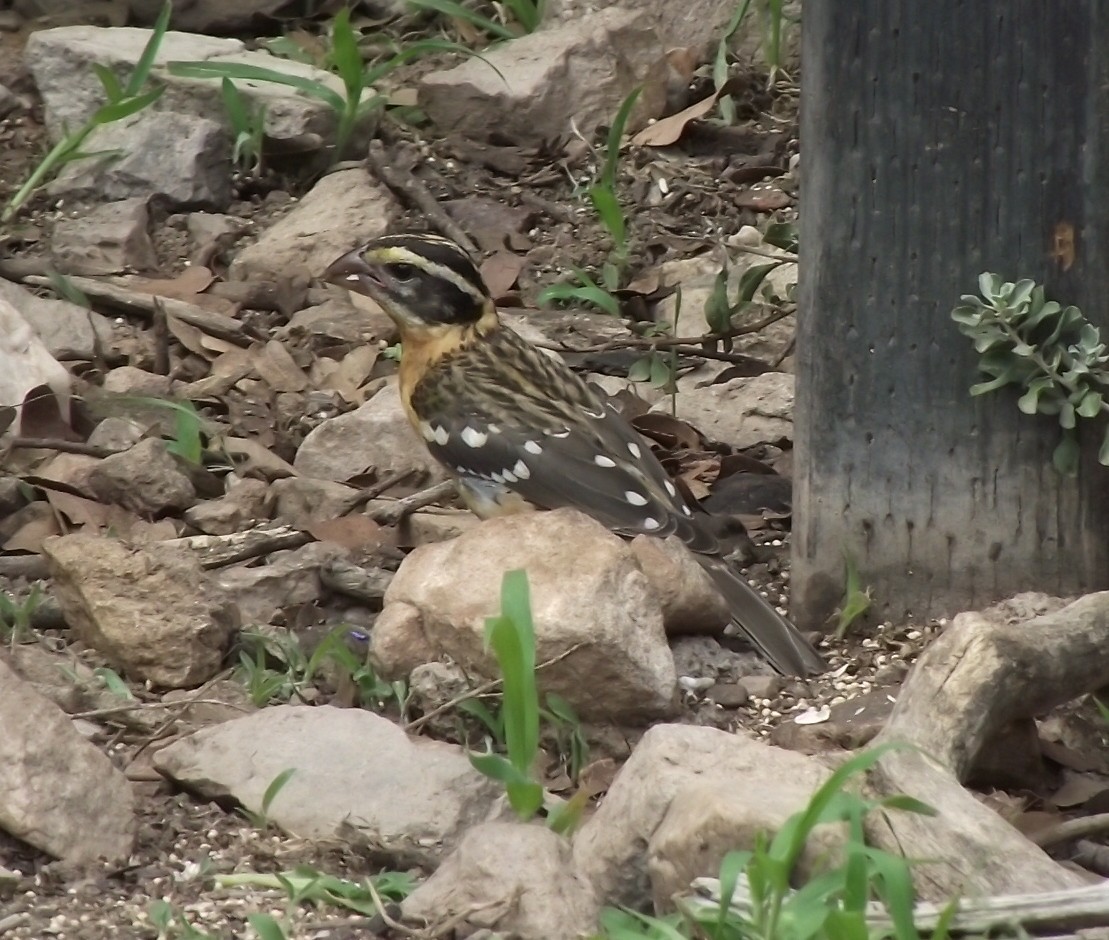 Black-headed Grosbeak - ML641655413