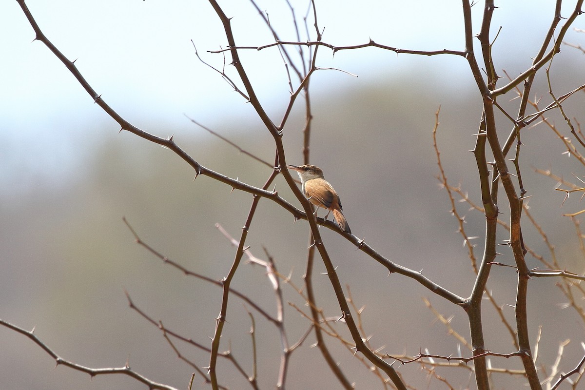 Bolivian Earthcreeper - ML641655442