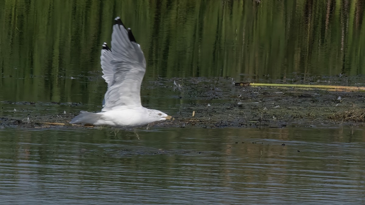 Ring-billed Gull - ML641655459