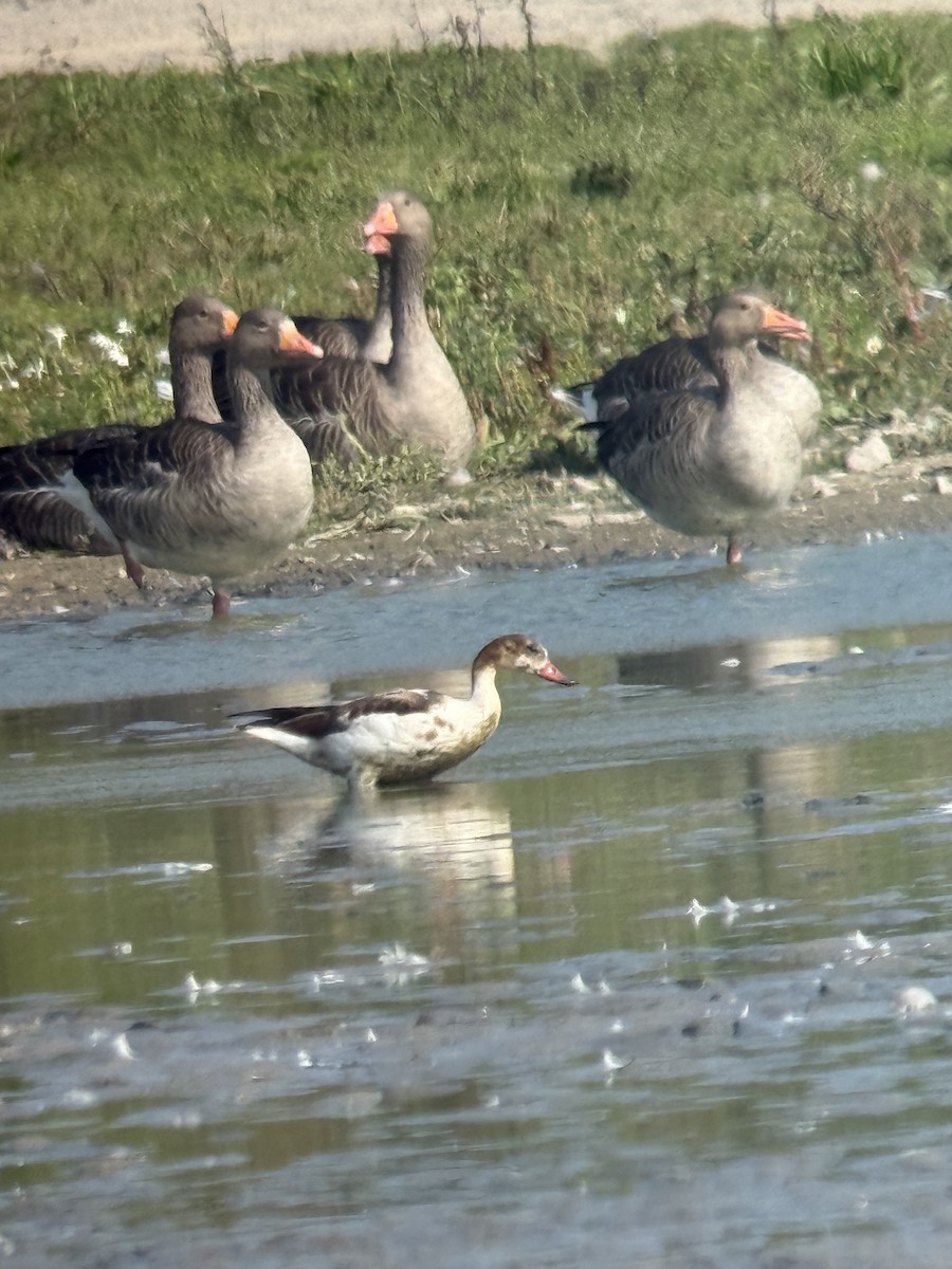 Common Shelduck - ML641655488