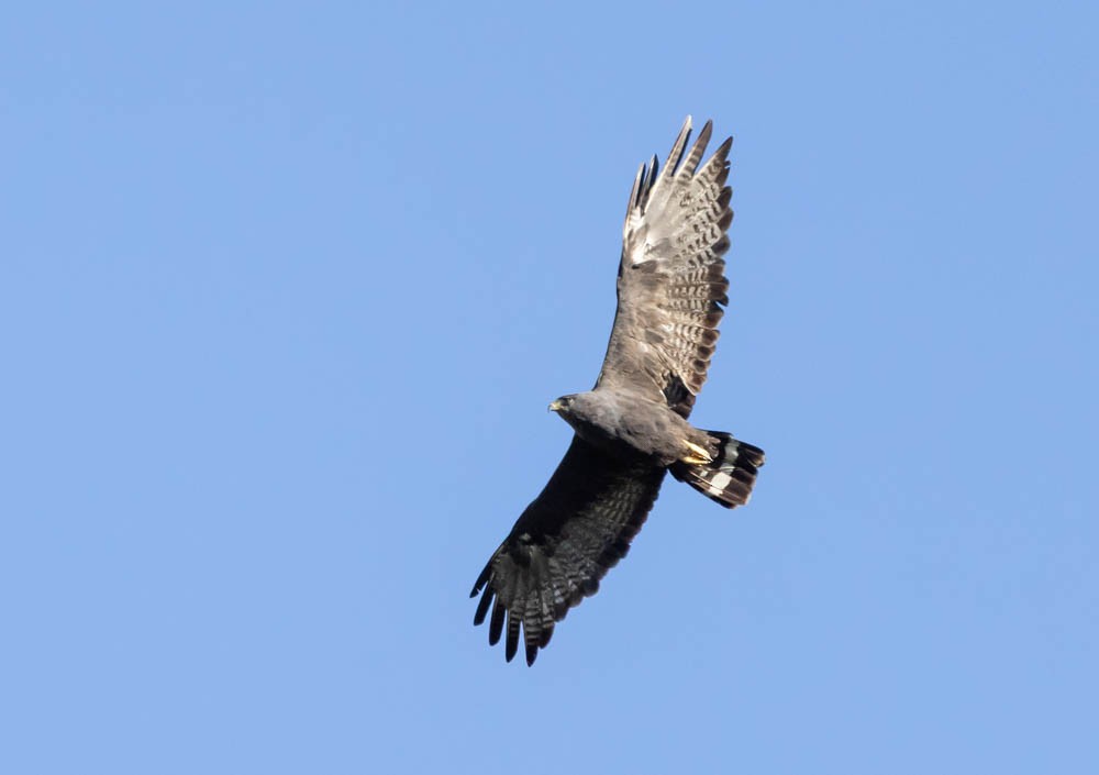 Zone-tailed Hawk - ML641655532