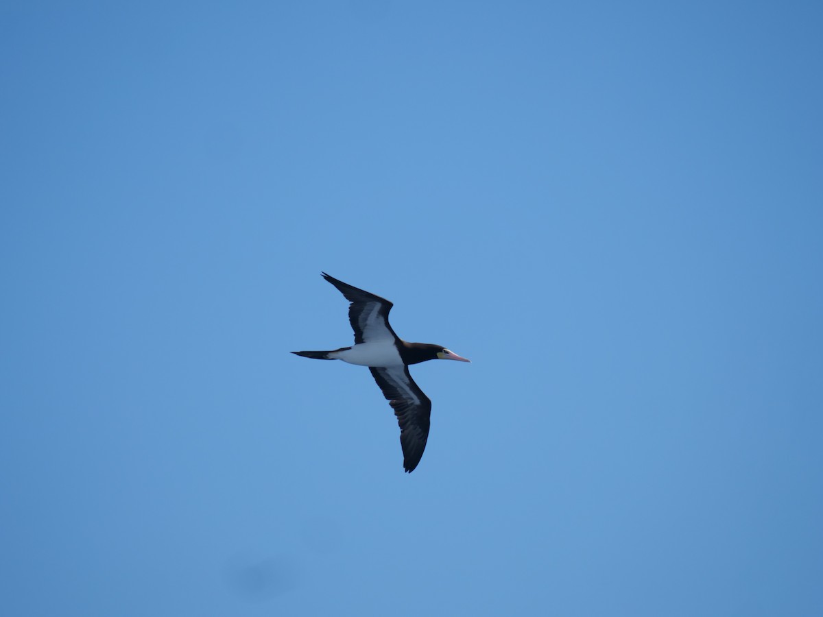 Brown Booby - ML641655544