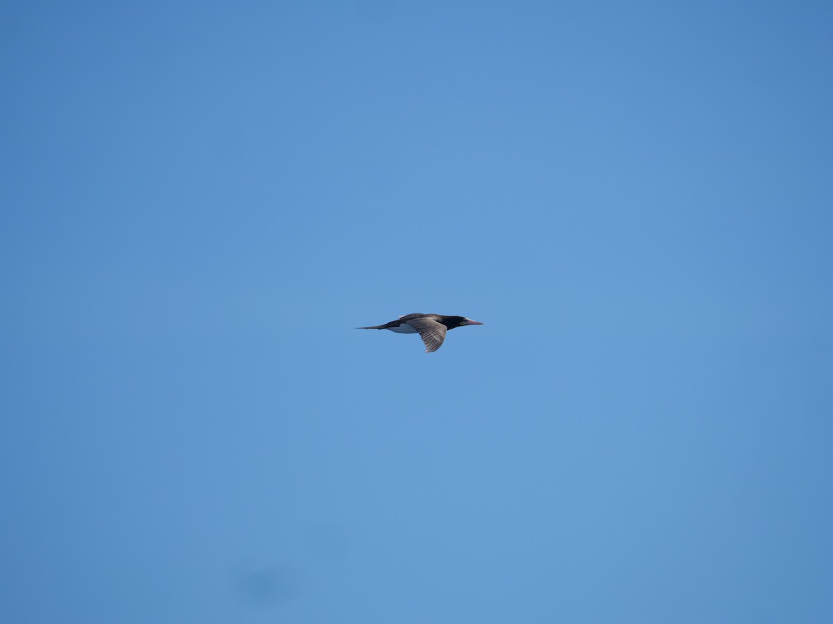 Brown Booby - ML641655545