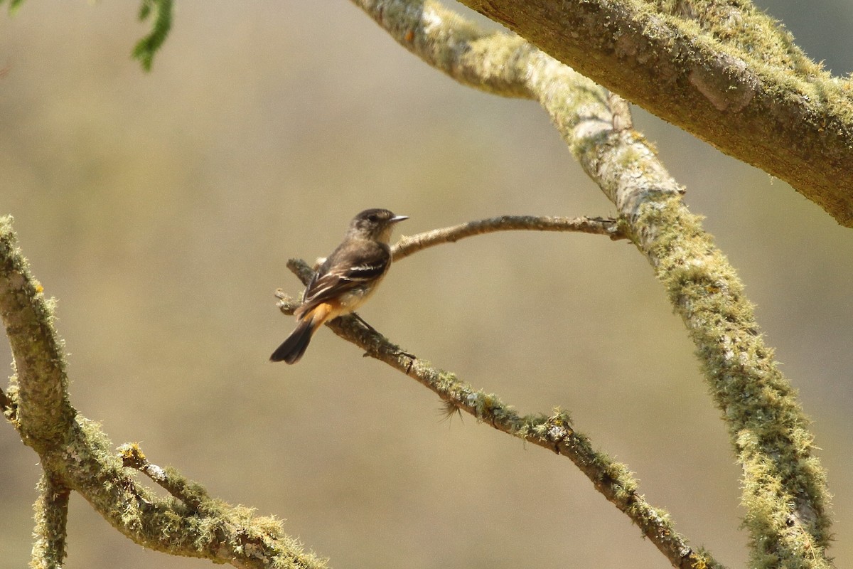 ハジロクロタイランチョウ（aterrimus／anthracinus） - ML641655546