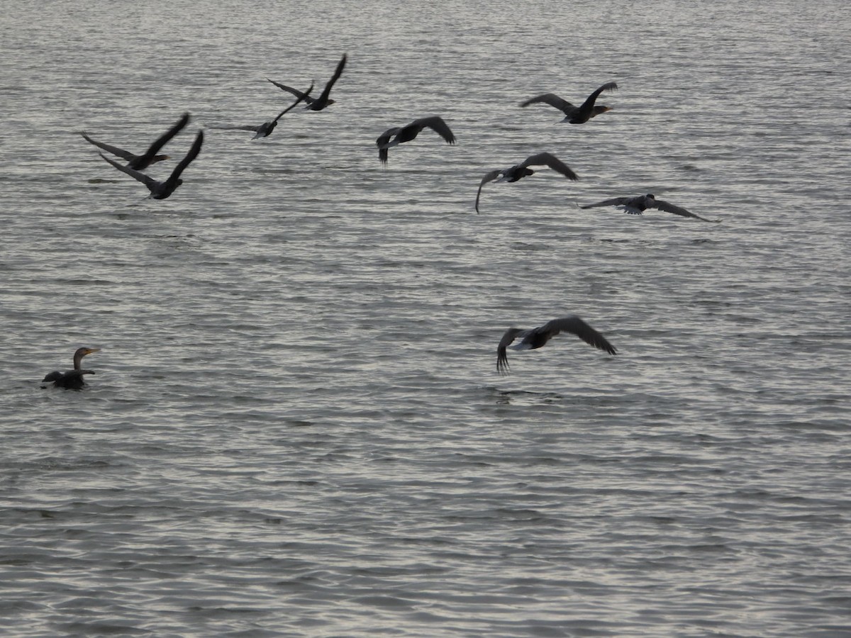 Double-crested Cormorant - ML641655549