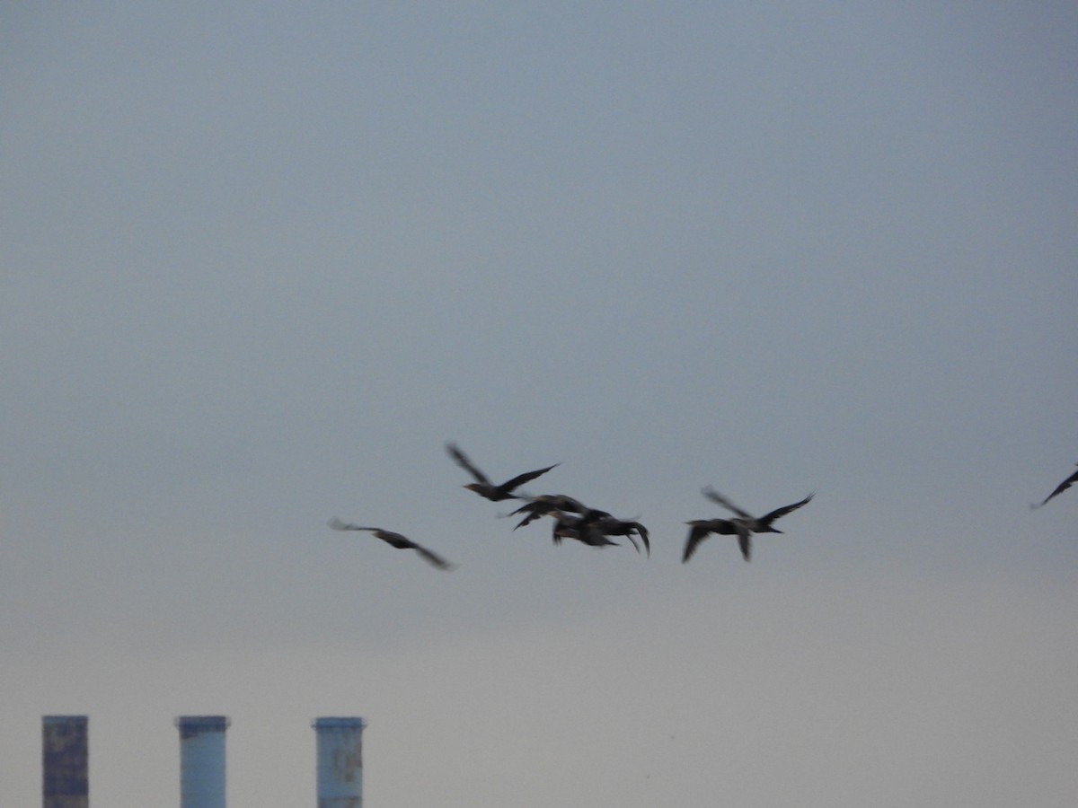 Double-crested Cormorant - ML641655552