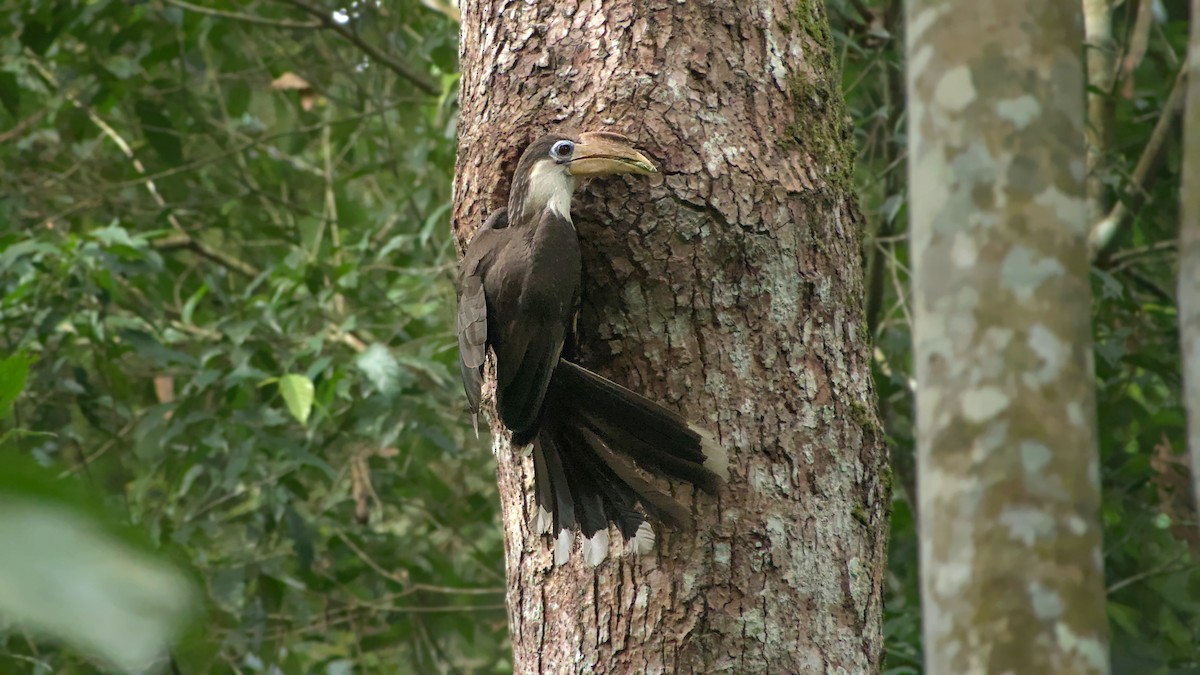 Brown Hornbill - ML641655583