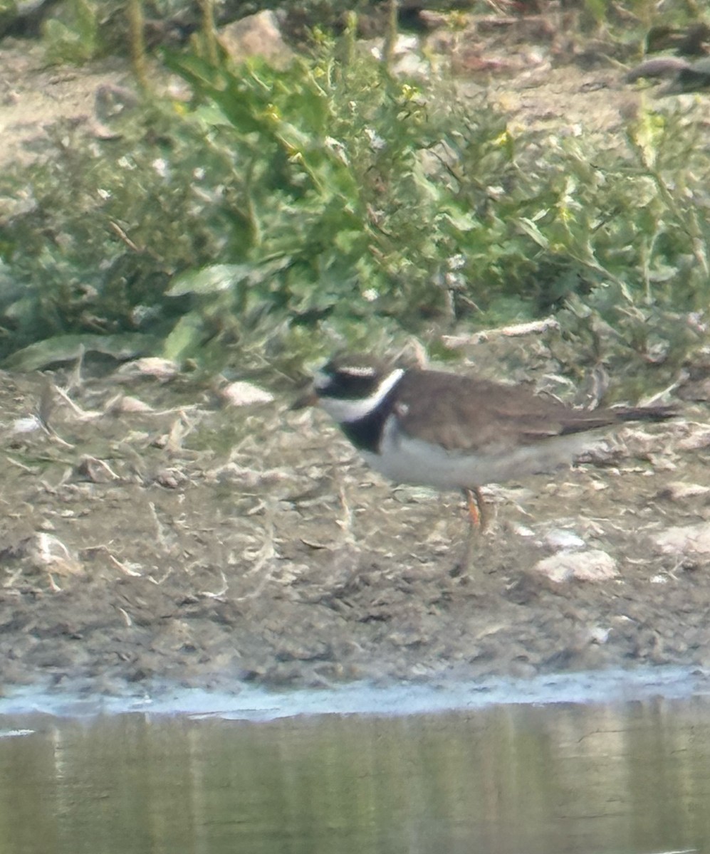 Common Ringed Plover - ML641655587