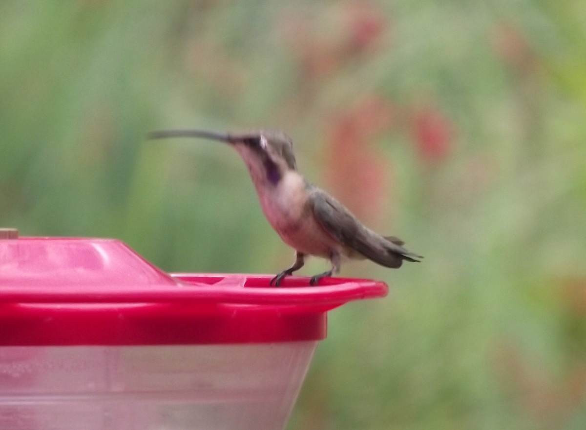 Lucifer Hummingbird - ML641655589