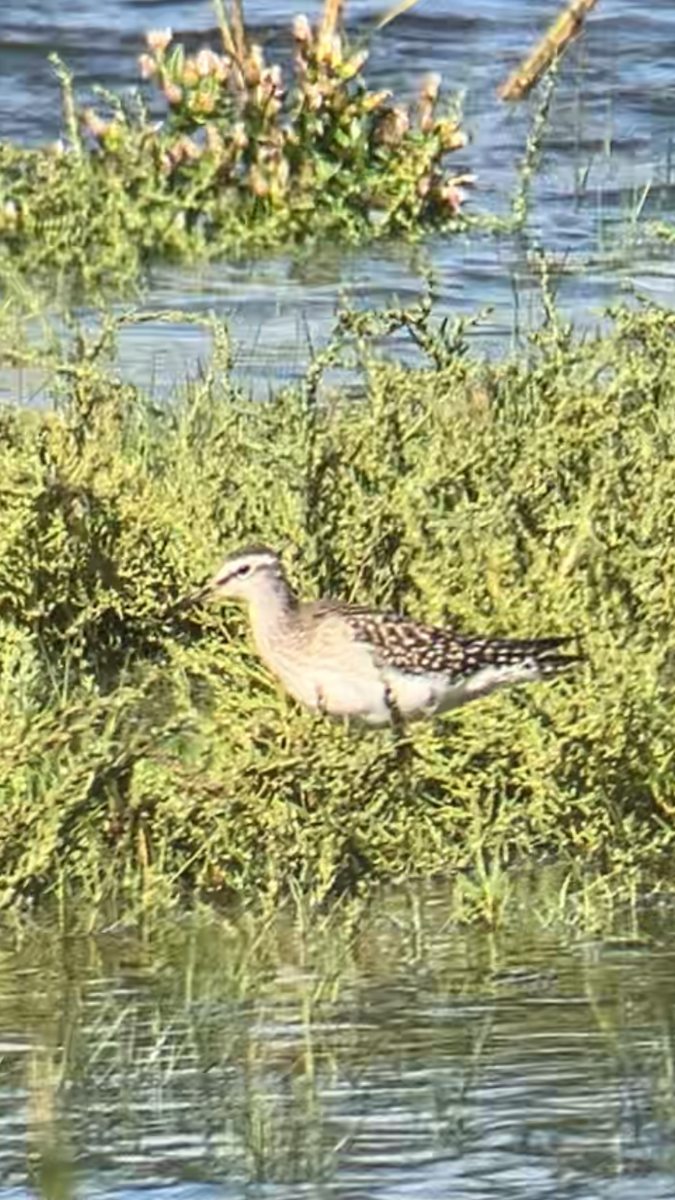 Wood Sandpiper - ML641655591