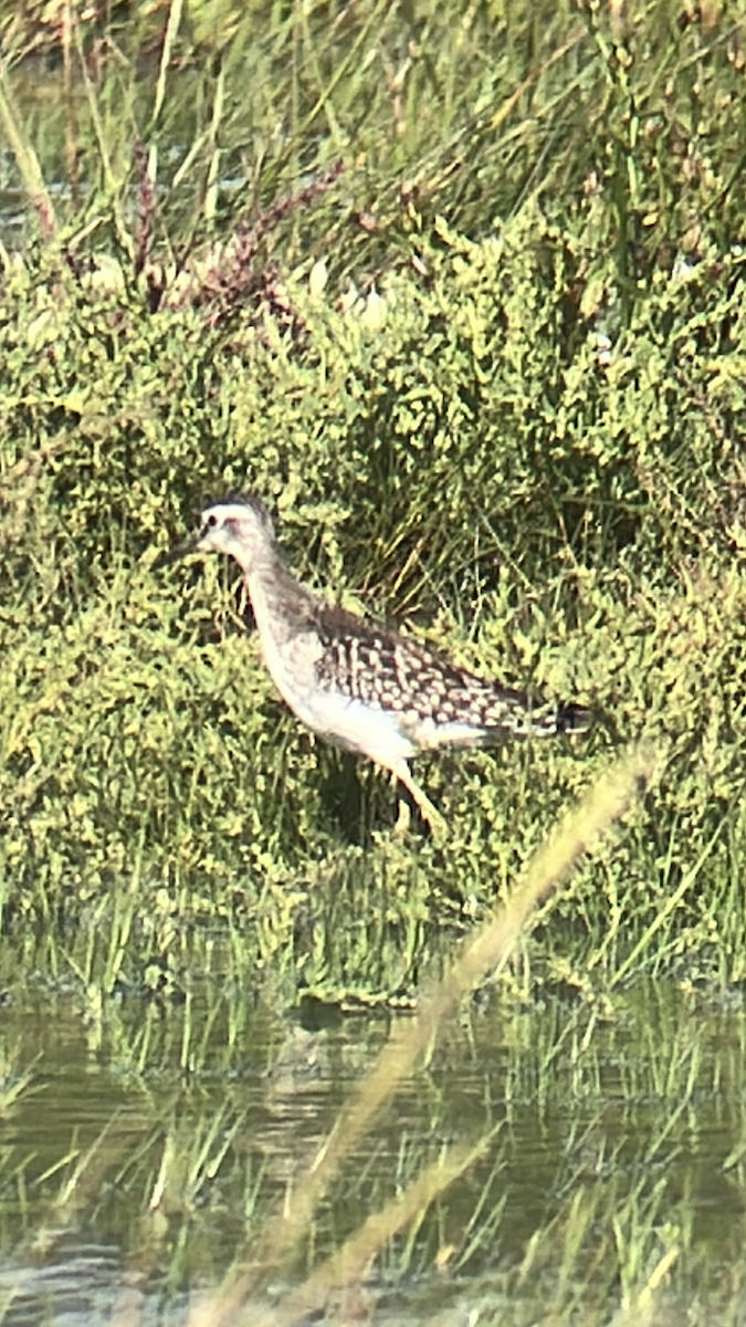 Wood Sandpiper - ML641655592