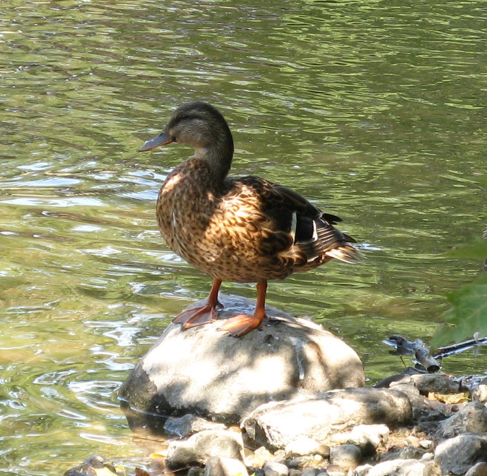 Germano reale - ML641655629