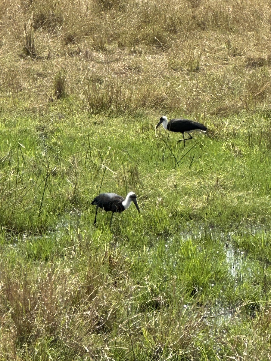 African Woolly-necked Stork - ML641655694
