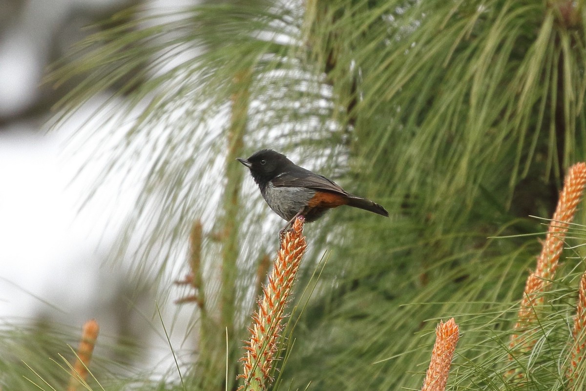 Gray-bellied Flowerpiercer - ML641655703