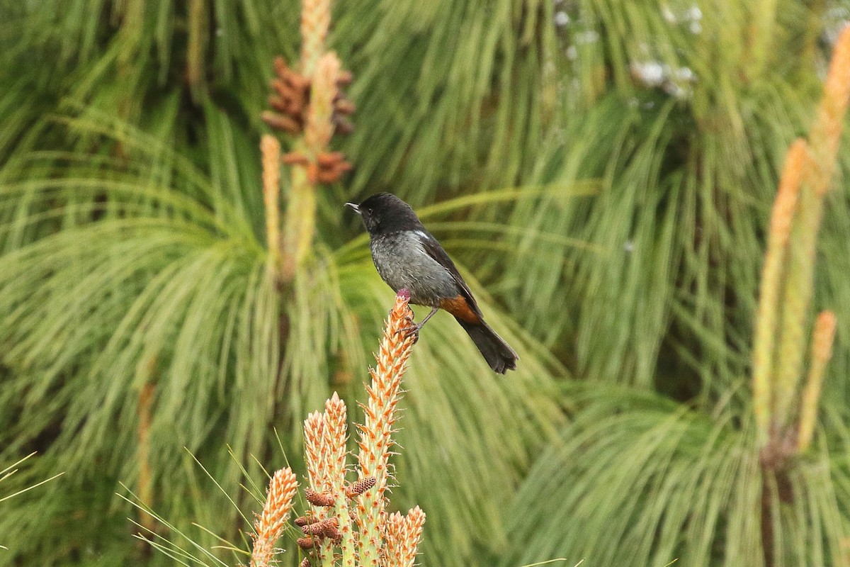 Gray-bellied Flowerpiercer - ML641655704