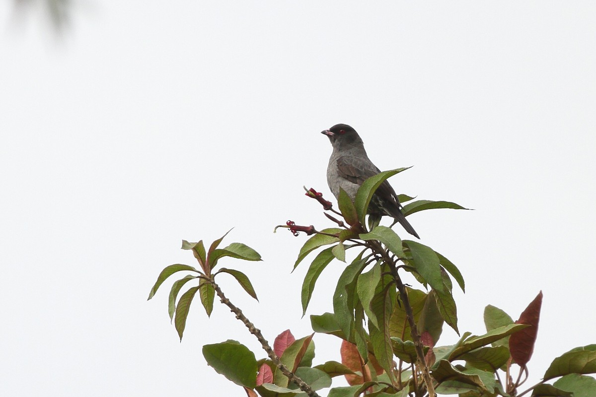 Red-crested Cotinga - ML641655733