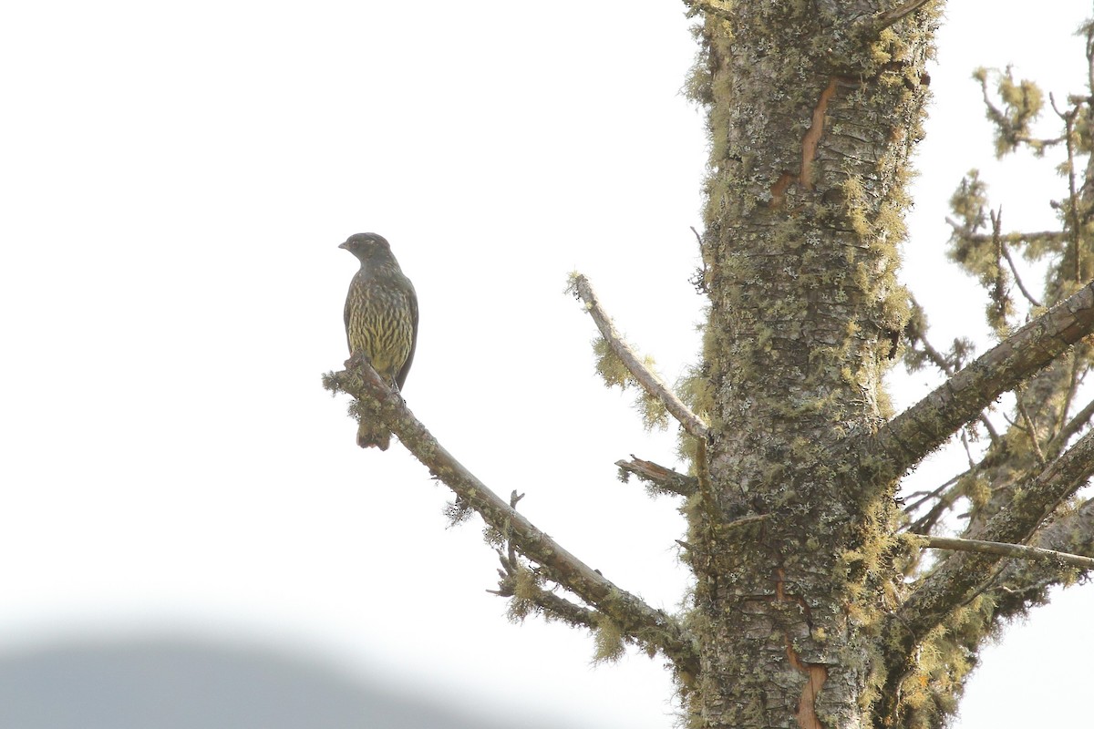 Red-crested Cotinga - ML641655742