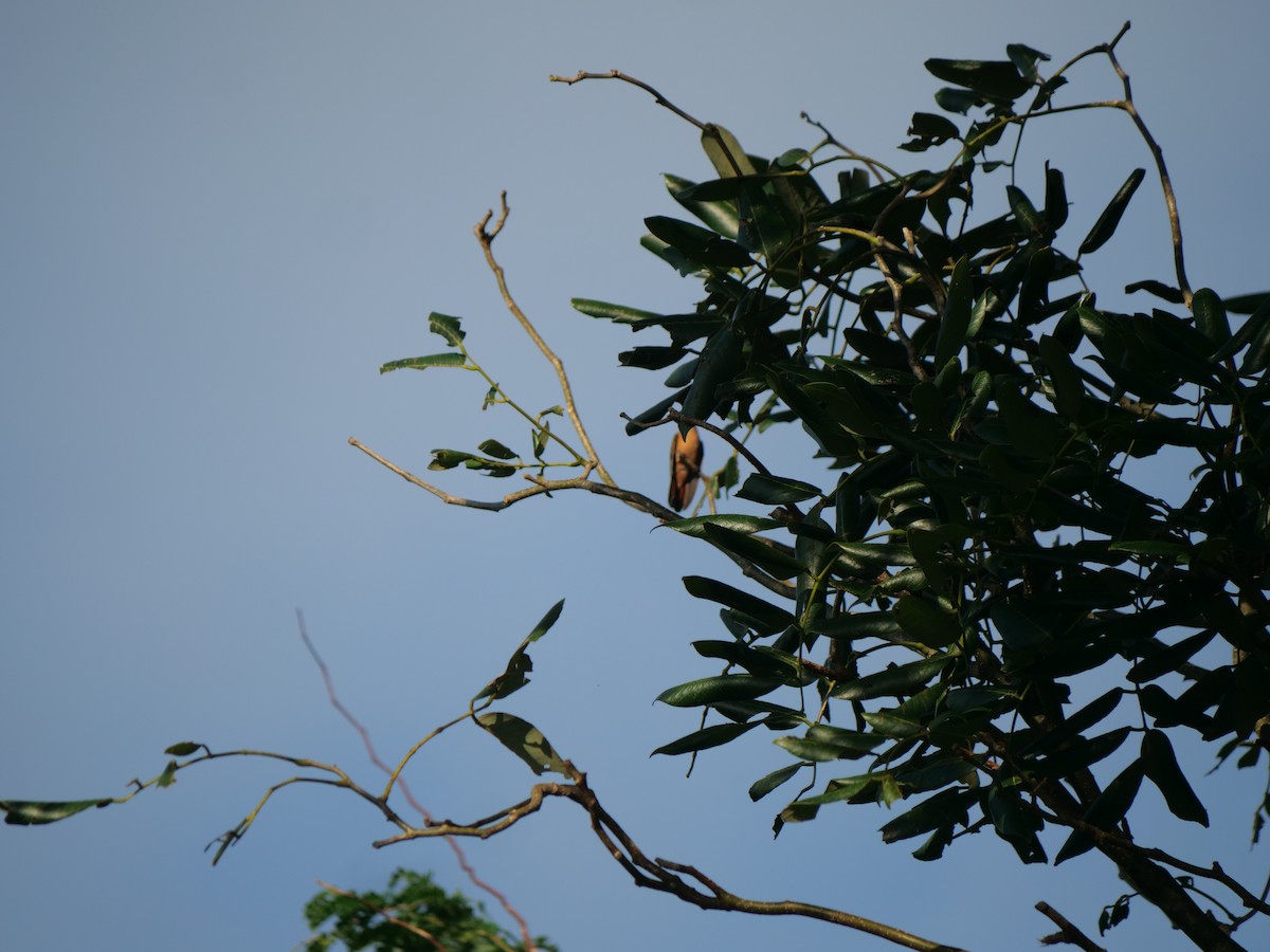 Cinnamon Hummingbird - ML641655743