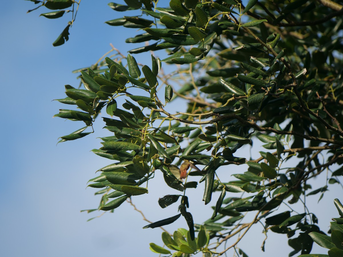 Cinnamon Hummingbird - ML641655748