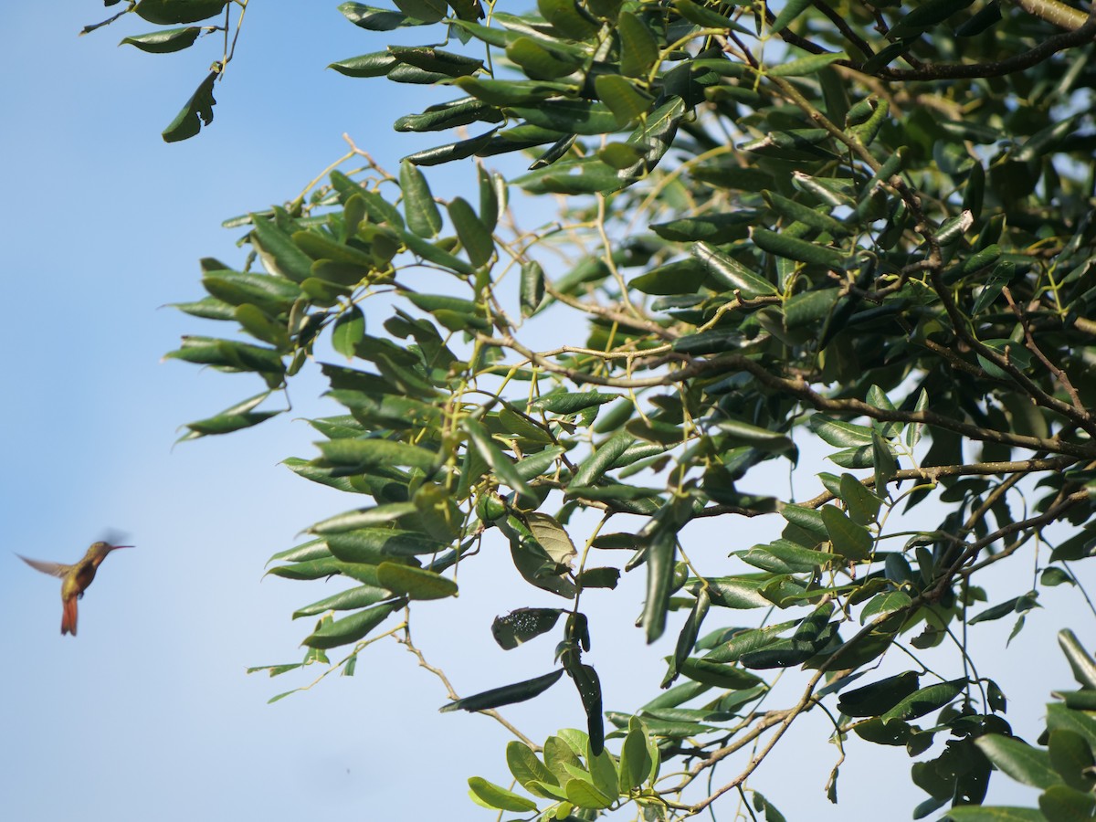 Cinnamon Hummingbird - ML641655749