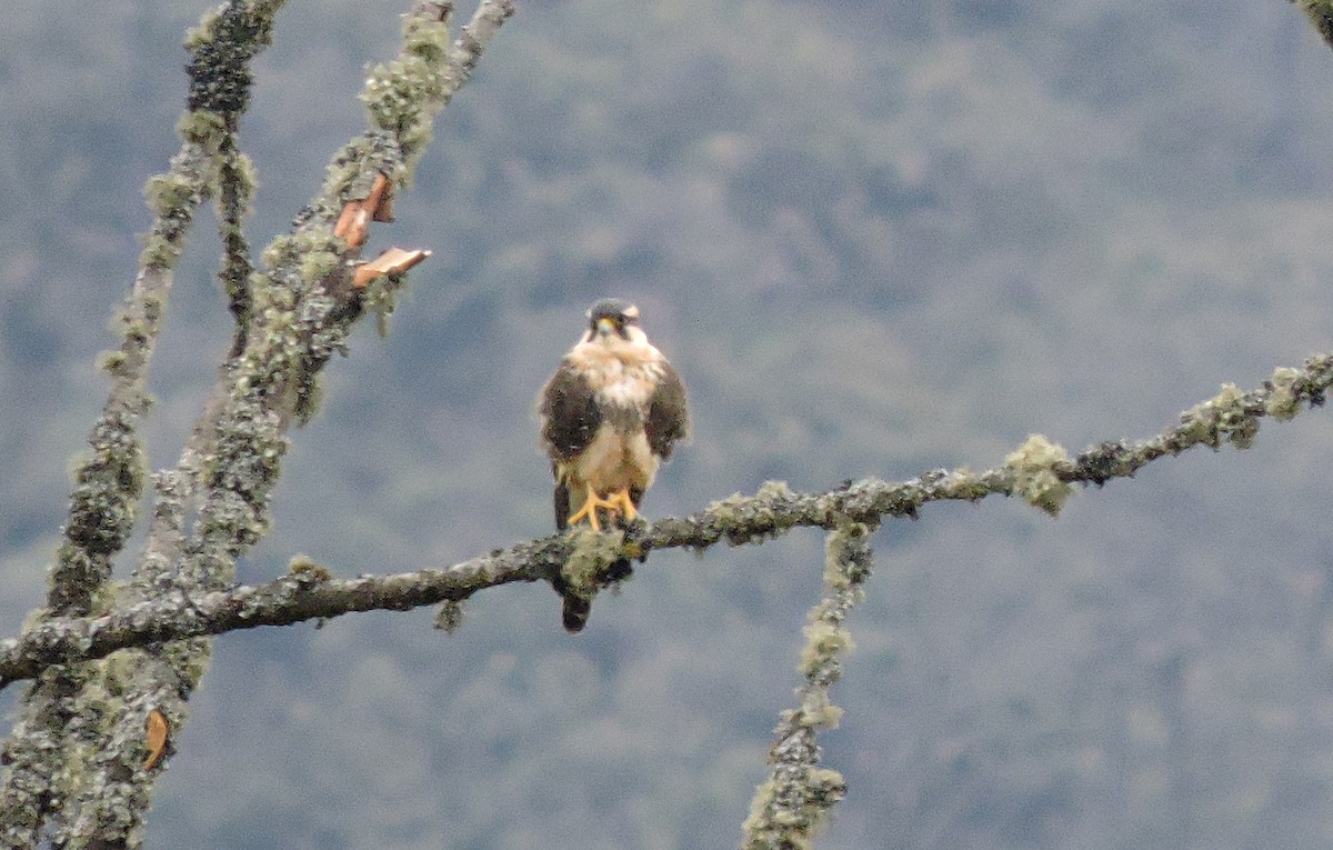 Aplomado Falcon - ML641655753
