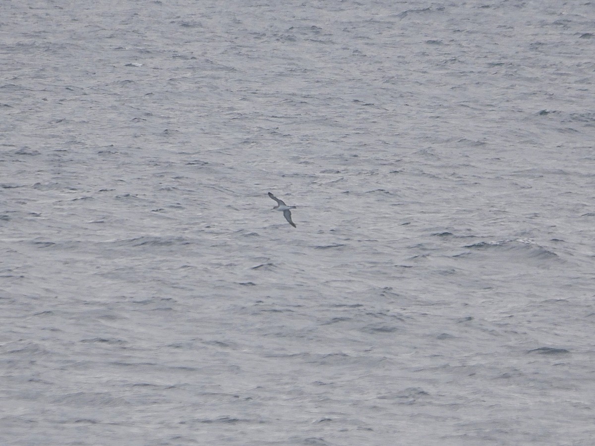 Cory's Shearwater - ML641655837