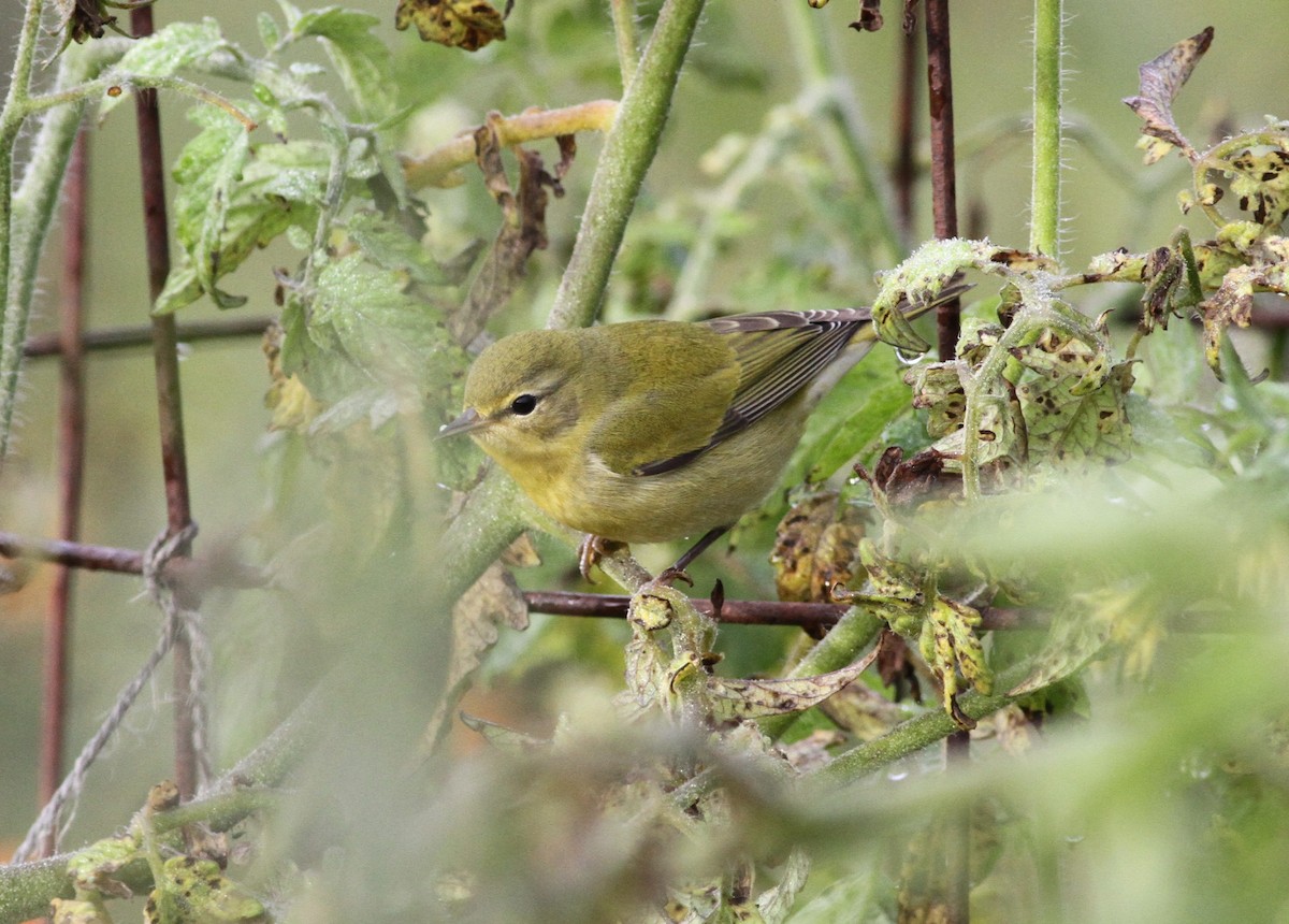 Tennessee Warbler - ML641655841